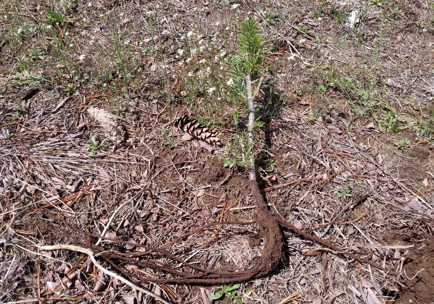 Photo of a spindly Christmas tree seedling laid on the ground so its roots, which have grown in the shape of the letter J, are visible. Roots tend to grow in this shape when a tree has been planted in a hole that is too small or too shallow for its roots.